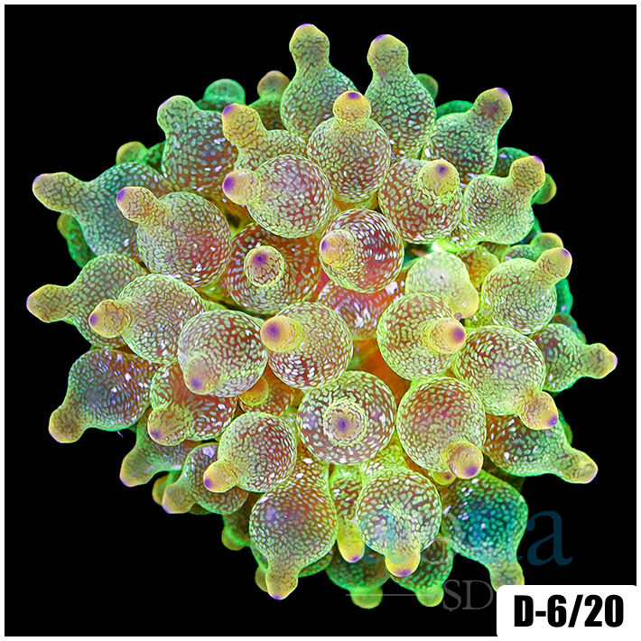 Corals - Anemones - Aqua SD
